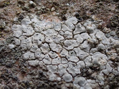 Circinaria caesiocinerea