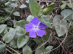 Vinca