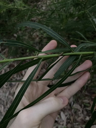 Image of Acacia mabellae by (c) Thomas Mesaglio, some rights reserved (CC BY)