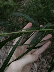 Mabella's Wattle (Acacia mabellae)