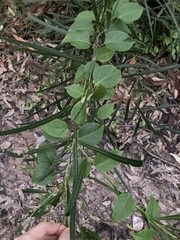 Vincetoxicum barbatum