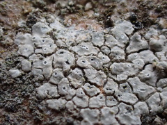 Circinaria caesiocinerea