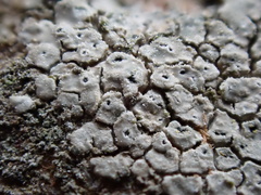 Circinaria caesiocinerea