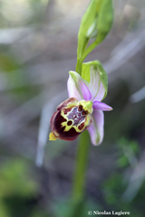 Ophrys heldreichii