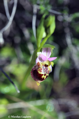 Ophrys heldreichii