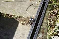 Kaniska canace nojaponicum