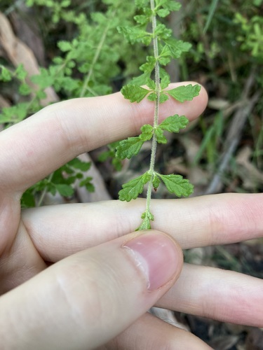 Image of Prostanthera incana by (c) Thomas Mesaglio, some rights reserved (CC BY)
