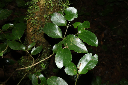 Image of Daphnandra tenuipes by (c) Greg Tasney, some rights reserved (CC BY-SA)