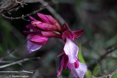 Anacamptis papilionacea aegaea