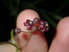 Vincetoxicum barbatum