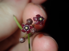 Vincetoxicum barbatum