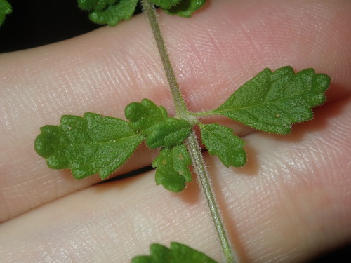 Image of Prostanthera incana by (c) Thomas Mesaglio, some rights reserved (CC BY)