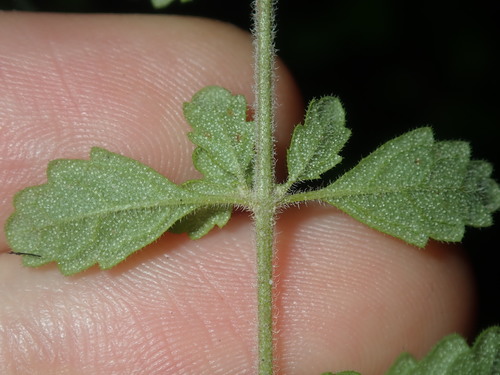 Image of Prostanthera incana by (c) Thomas Mesaglio, some rights reserved (CC BY)
