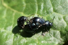 Gastrophysa atrocyanea