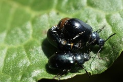 Gastrophysa atrocyanea