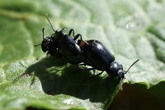 Gastrophysa atrocyanea