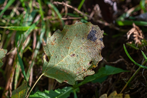 Melampsora rostrupii