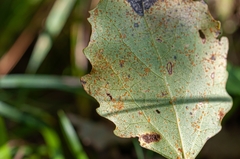 Melampsora rostrupii