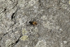 Helophilus eristaloidea