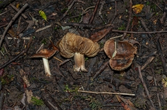 Inocybe amblyospora