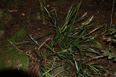 Lomandra spicata