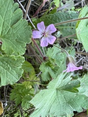 Geranium rotundifolium