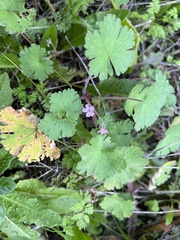 Geranium rotundifolium