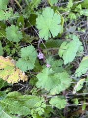 Geranium rotundifolium