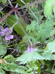 Geranium rotundifolium