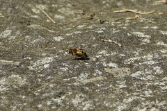 Helophilus eristaloidea