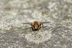 Helophilus eristaloidea