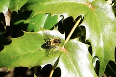Helophilus eristaloidea