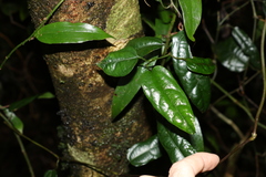 Aristolochia laheyana