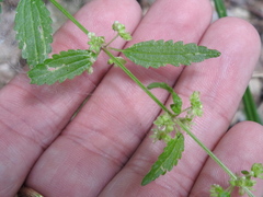 Urtica chamaedryoides
