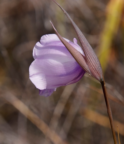 Image of Gladiolus bullatus by (c) Tony Rebelo, some rights reserved (CC BY-SA)