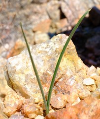 Albuca viscosa