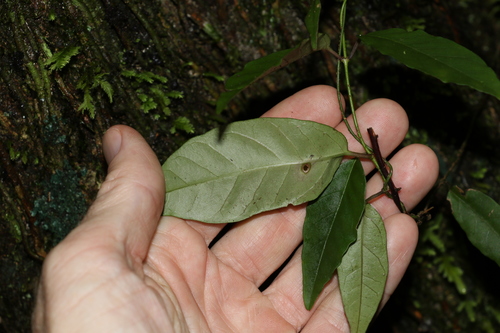 Image of Parsonsia induplicata by (c) Greg Tasney, some rights reserved (CC BY-SA)
