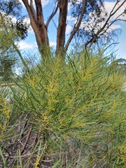 Acacia williamsonii