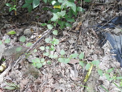 Urtica chamaedryoides