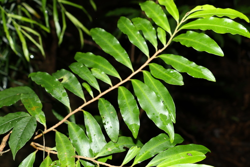 Ardisia bakeri (Ardisia bakeri)