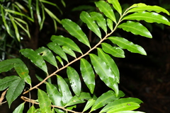 Ardisia bakeri