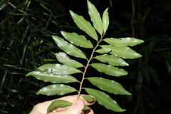 Ardisia bakeri