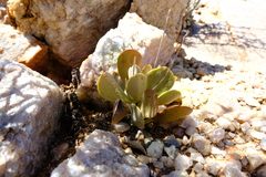 Adromischus alstonii