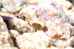 Adromischus alstonii