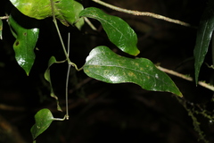 Aristolochia laheyana