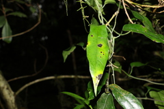 Aristolochia laheyana