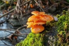 Flammulina elastica