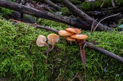 Flammulina elastica
