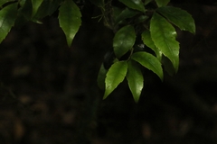 Symplocos baeuerlenii