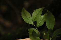 Symplocos baeuerlenii